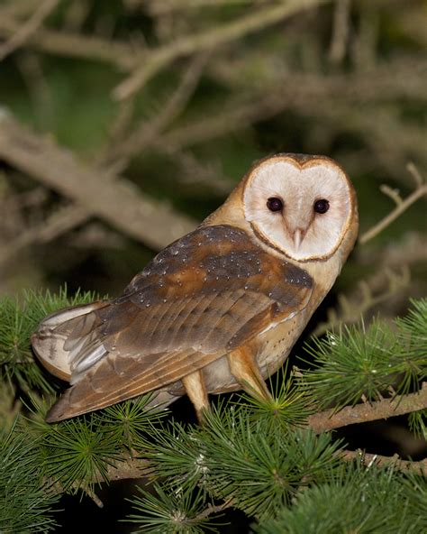 As part of a display flight, males sometimes clap their wings together once or twice. Barn Owls Let You Know | BirdNote