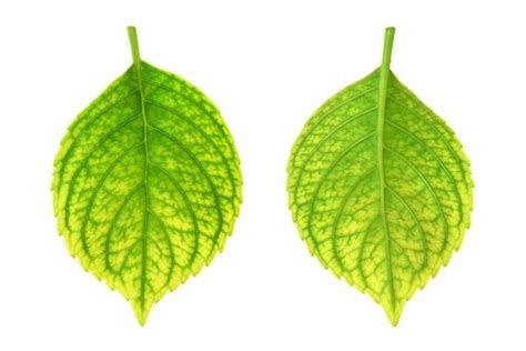 Yellow Leaves On Hydrangeas How To Treat Iron Deficiency Rowe Organic