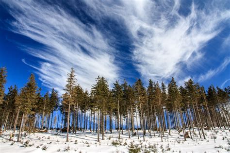 Free Images Landscape Tree Forest Wilderness Snow Cold Winter