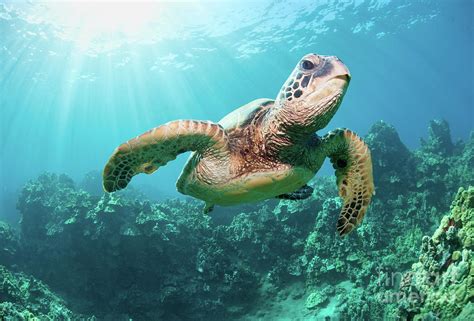Sea Turtle Hawaii Maui Photograph By Michael Swiet Fine Art America