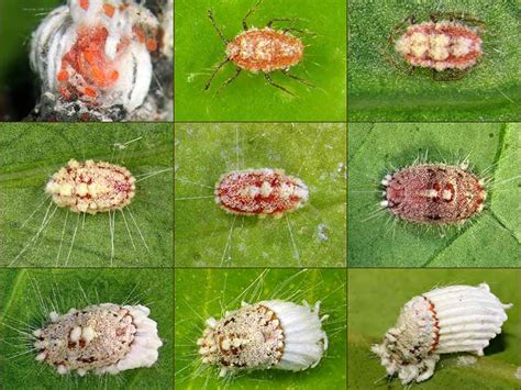 Life Cycle Of Scale Insects