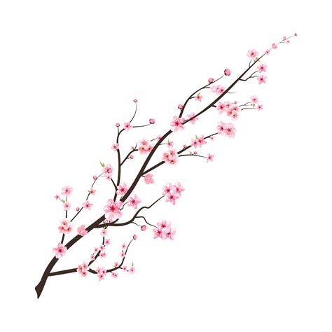 Realistic Cherry Blossom Branch Japanese Cherry Blossom Png Cherry Blossom With Watercolor