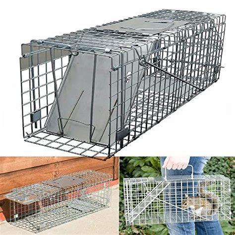 Find The Best Squirrel Trap For Attic Reviews & Comparison - Katynel