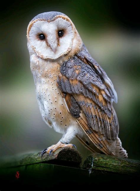 Lechuza De Campanario Tyto Alba Owl Barn Owl Owl Photography