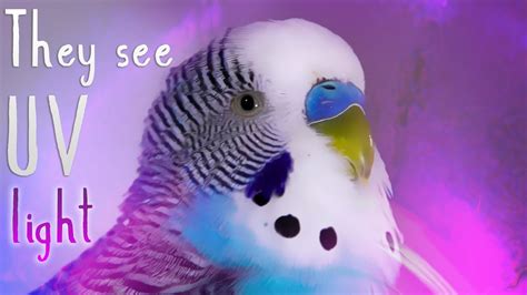 How Budgies See The World In Colour Alen Axp Youtube