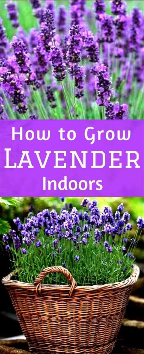 Lavender Plant Indoors