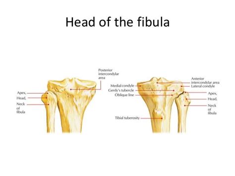 The Fibula