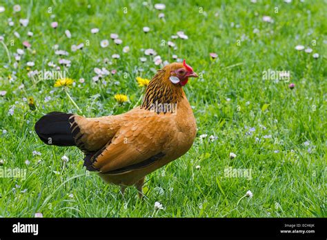 Bantam Chicken Gallus Gallus F Domestica Hen Tyrol Austria Stock