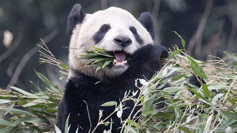 Un Panda Devrait Naître Au Zoo De Toronto Iciradio Canadaca