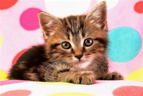 Cute Kitten Aranyos Kiscica Megaport Media