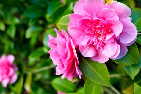 10 Of The Most Famous Chinese Flowers