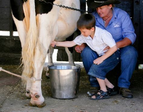 Cow Milking Farm Stay Camping Australia