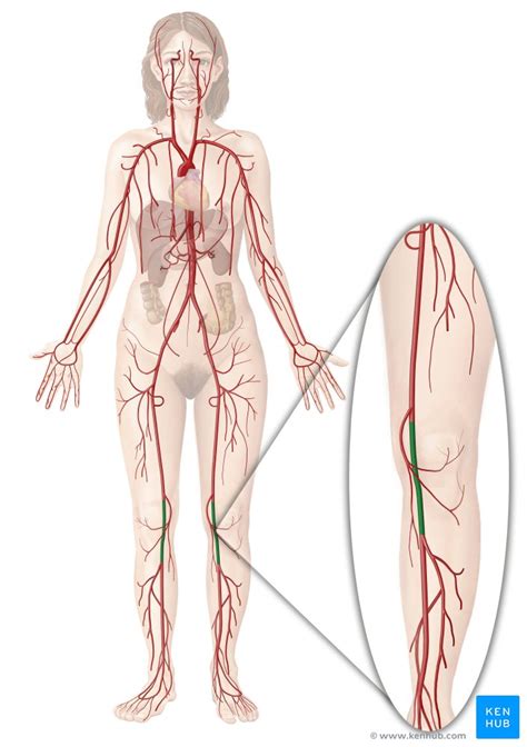 Arteria Popl Tea Anatom A Ramas Ubicaci N Y Trayecto Kenhub