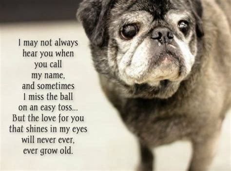 Pug Quotes Animal Quotes Old Dog Quotes Animal Funnies Schnauzers