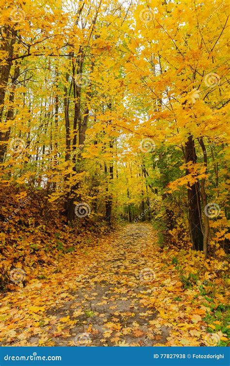 Golden Leaves Stock Photo Image Of Ground Autumn Leaves 77827938