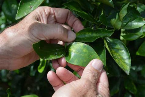 Coca Cola Shares Additional 15 Million To Fight Citrus Greening