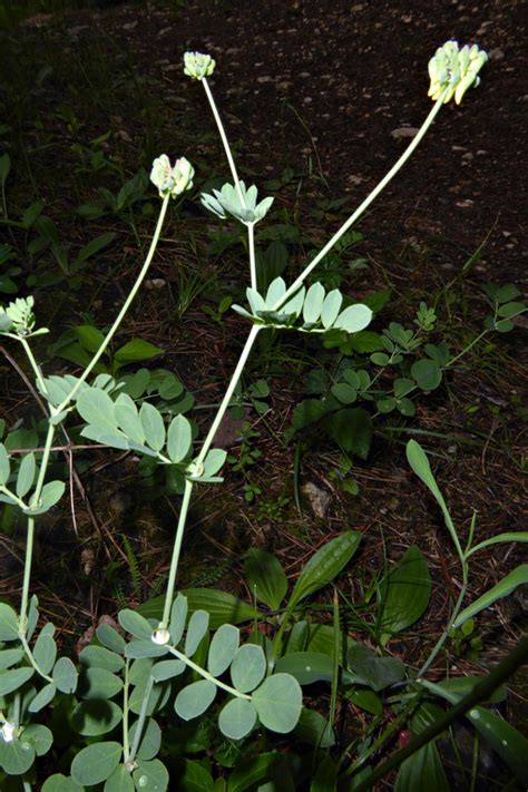 Coronilla Coronata Burgenland Flora