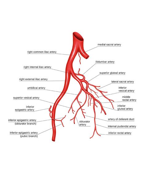 Arterial System Of The Abdomen Photograph By Asklepios Medical Atlas