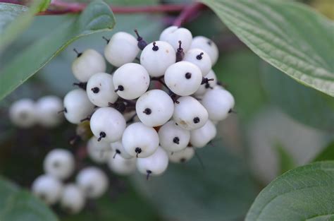 White Baneberry Scientific Name Actaea Pachypoda This Pla Flickr