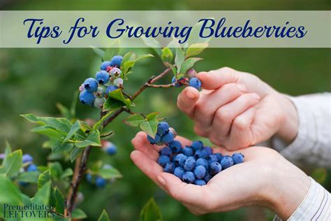 Tips For Growing Blueberries In Your Garden From Planting To Harvest