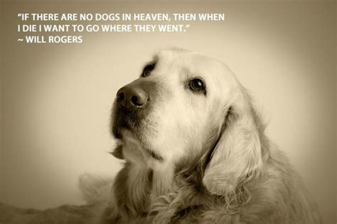 Dog Training Quotes Inspirational Quotesgram