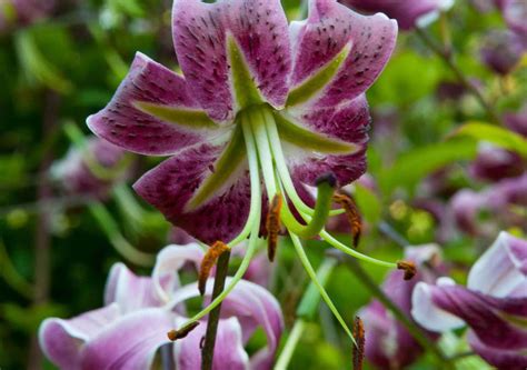 Types Of Lily Flowers List Types Of Lilies 8 Beautiful Cold Hardy Choices For The