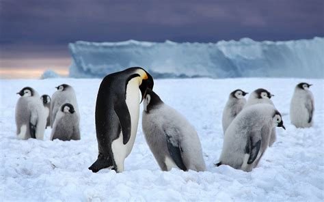 Mother Penguin Feeding His Young All Best Desktop Wallpapers