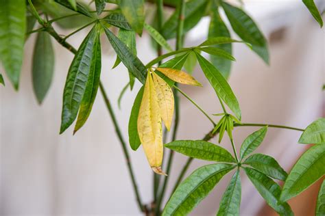 8 Reasons Why Indoor Plant Leaves Turn Yellow