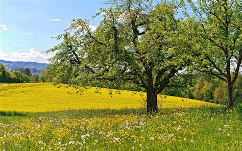 Spring Meadow Wallpapers Wallpaper Cave