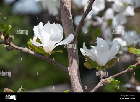 White Magnolia Flowers On A Tree Closeup Stock Photo Alamy