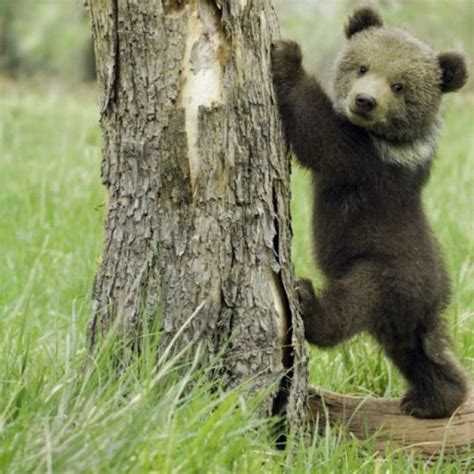 Baby Grizzly Bear Cute Baby Animals Cute Animals