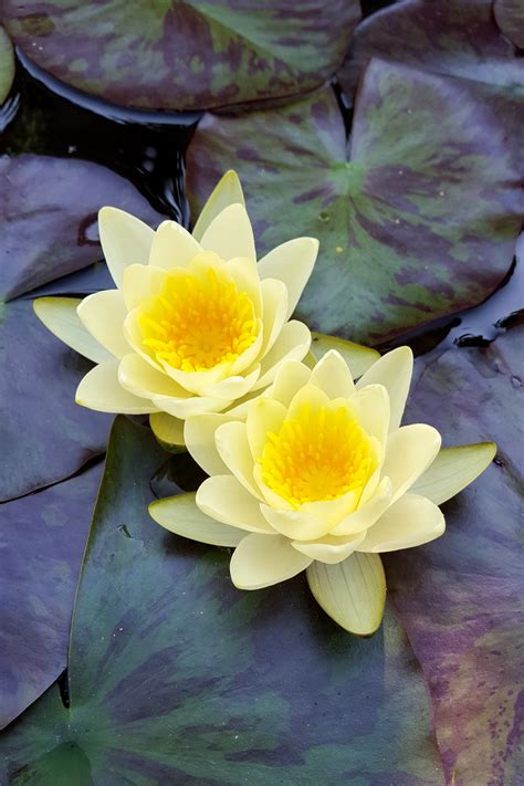 Gambar Menanam Daun Bunga Kolam Botani Kuning Seroja Tanaman