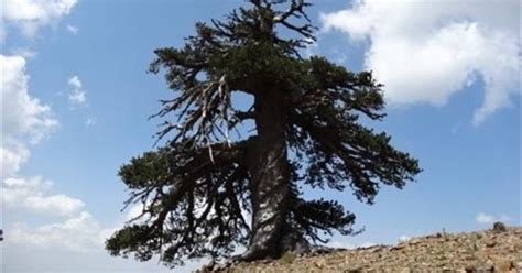 ΑΕΤΟΣ Grevena Γρεβενά Στην Πίνδο το γηραιότερο δέντρο της Ευρώπης