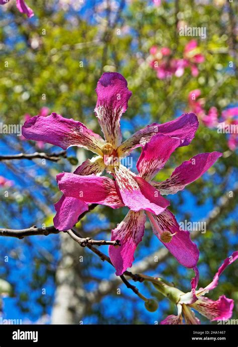 Silk Floss Tree Flowers Ceiba Speciosa Or Chorisia Speciosa Stock