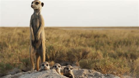 Wild Kalahari National Geographic Your Favourite Shows