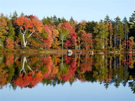 Bright Autumn Trees Reflected In A Lake Stock Photo Image Of Mirrored
