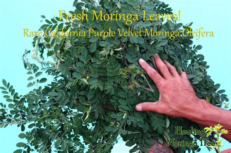 Do you have a whole foods market or a specialty whole food or gourmet food store? Buy Moringa Oleifera Leaf powder, Moringa Stenopetala Leaf ...