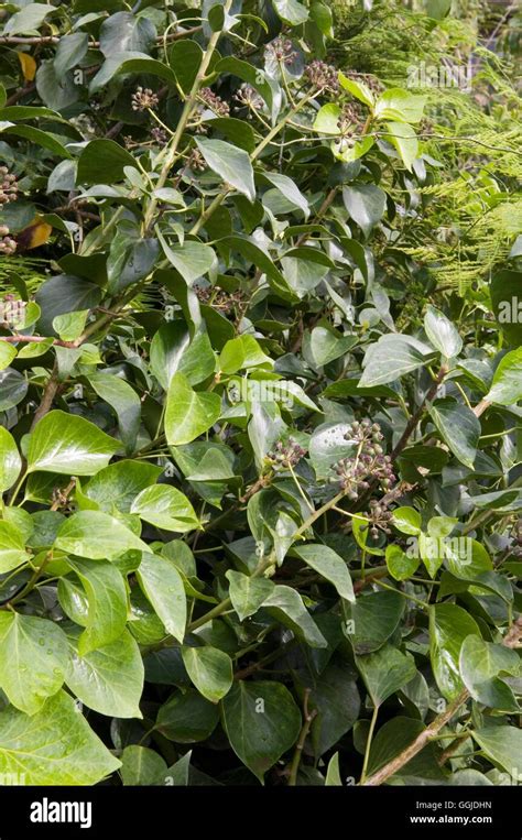 Hedera Canariensis Showing Arborial Growth Miw250873 Stock Photo Alamy