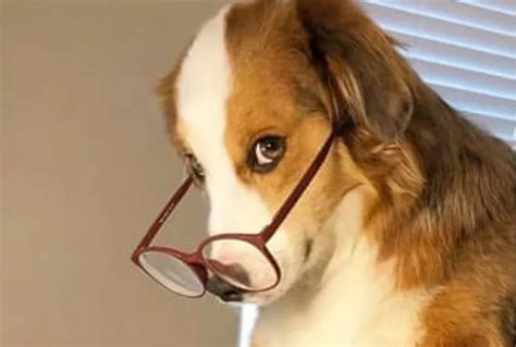 Dog Glasses Blank Template Imgflip