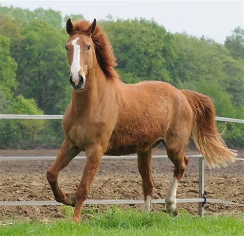 Oder suchen sie nach fotoshooting oder fotografieren. Bilder Von Einer Profi Fotografin Gemacht - Pferdebilder ...