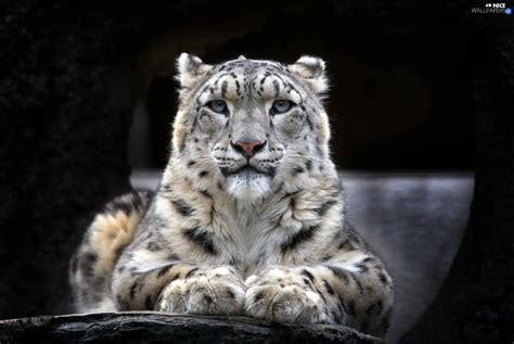 Lying Snow Leopard Nice Wallpapers 1920x1288