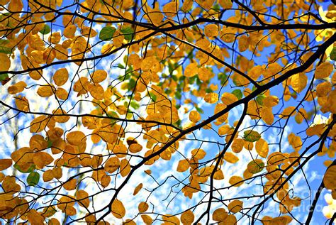 Autumn Tree Branches Photograph By Elena Elisseeva Fine Art America