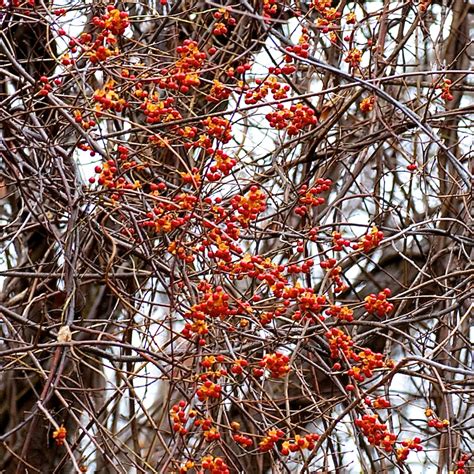 What Are Invasive Plants Grow Native Massachusetts