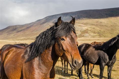 Wildlife Altai Wild Brown Horses Grazing In The Steppe Day Stock Photo