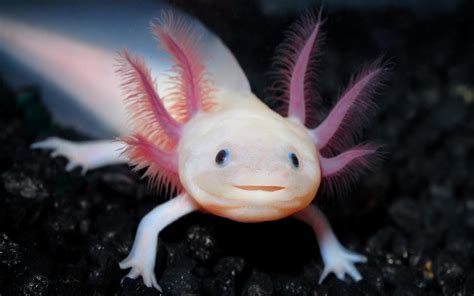 Axolotl Facts And Information Lolly Brown
