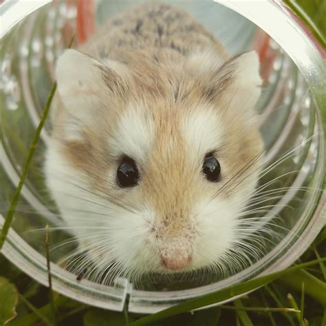 Closeup Photo Of Brown Hamster In Glass Cup Photo Free Animal Image