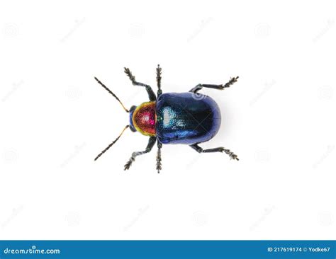 image of blue milkweed beetle it has blue wings and a red head isolated on white background