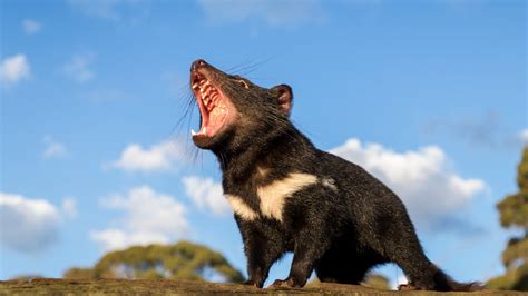 Tasmanian Devils Back In Australia For First Time In 3000 Years