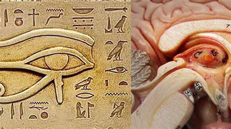The Eye Of Horus The Connection Between Art Medicine And Mythology In Ancient Egypt