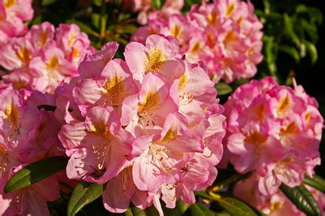 What are the most popular perennial flowers. Why Fall is the Best Time to Plant Perennials | Espoma